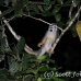 monkey_squirrel_common_la_h_1460_ecu3651.jpg